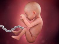 गर्भाचा फोटो, पोटाचा फोटो, अल्ट्रासाऊंड आणि मुलाच्या विकासाबद्दल व्हिडिओ