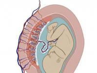 Placenta - during pregnancy and after childbirth: what you need to know