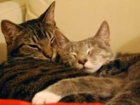 خون در ادرار گربه: علل و درمان