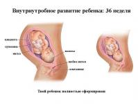 Jaunpiena izdalīšanās grūtniecības laikā: norma un patoloģija Daudz jaunpiena izdalīšanās 36 grūtniecības nedēļās